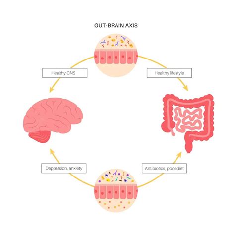 Understanding The Gut Brain Connection Reverse Factor