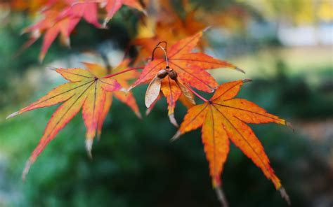 3840x2400 Fall Leaf Autumn Maple Golden Snitch 4k Hd 4k Wallpapers