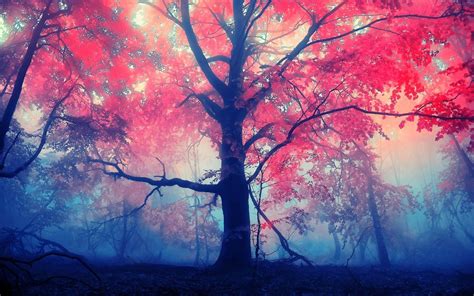 Red Trees During Daytime Hd Wallpaper Wallpaper Flare