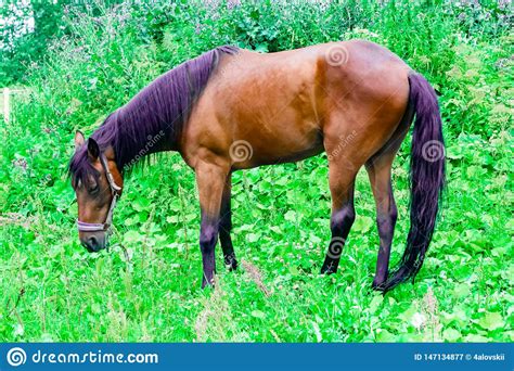 Beautiful Chestnut Horse With A Black And Purple Mane Grazes On A Green
