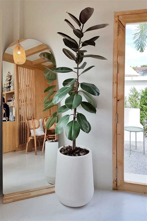 Tall House Plants Indoor Tree Plants Plant Decor Indoor House Plants