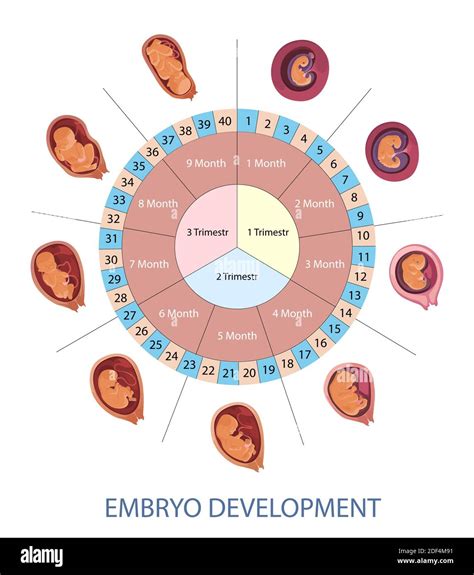 Etapas del desarrollo embrionario humano vector infografía Tabla de