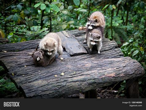 Raccoons Having Sex Image And Photo Bigstock