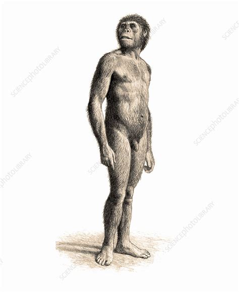 Australopithecus Afarensis Male Stock Image C0336350 Science