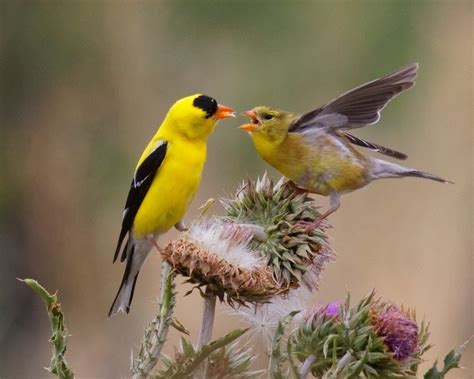 American Goldfinch The Golden Bird Birds And Blooms
