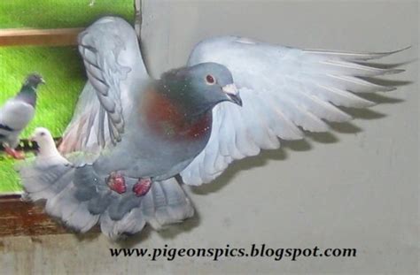 Kabutar Wallpaper Bird Feather Beak Rock Dove Pigeons And Doves
