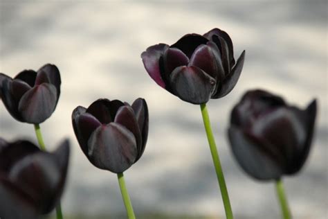 Have You Planted Queen Of Night Aka Black Tulip For The Season Blog