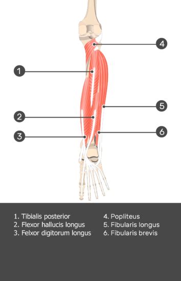 Popliteus Muscle Attachments Actions Innervation Getbodysmart