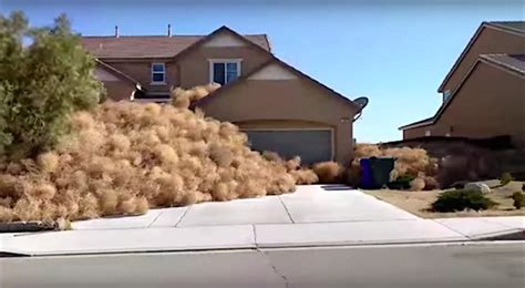 tumbleweeds invade a california town and residents have to call 911 boing boing