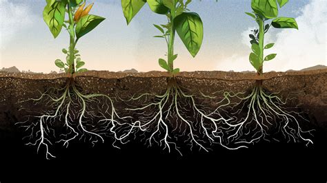 We did not find results for: How Selfish Are Plants? Let's Do Some Root Analysis - The ...