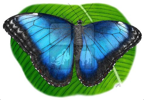 Blue Morpho Butterfly Morpho Peleides Line Art And Full