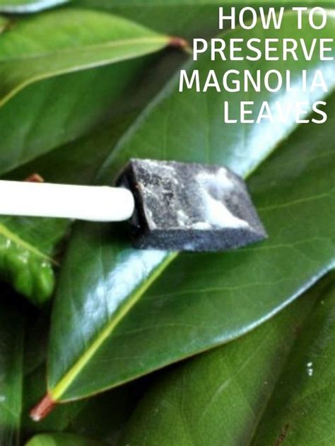 How To Preserve Magnolia Leaves Our Crafty Mom