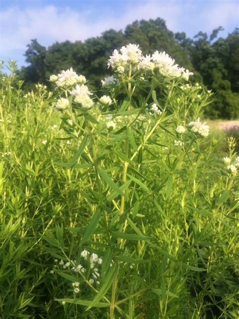 Pycnanthemum Virginianum Mountain Mint From Babikow Wholesale Nursery