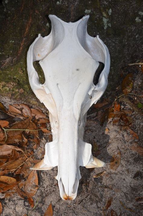 An Animal Skull Is Laying On The Ground