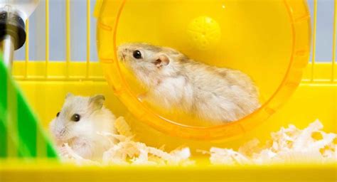 Can Hamsters Live Together Can Two Hamsters Share A Cage