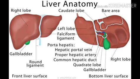 Function And Anatomy Of Liver Youtube