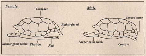 Reproduction Russian Tortoise Resource
