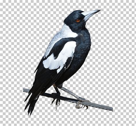 Magpie Pictures Clipart 10 Free Cliparts Download Images On
