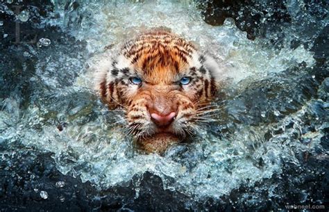 9 Best Wildlife Photography Tiger Water Animal Photography