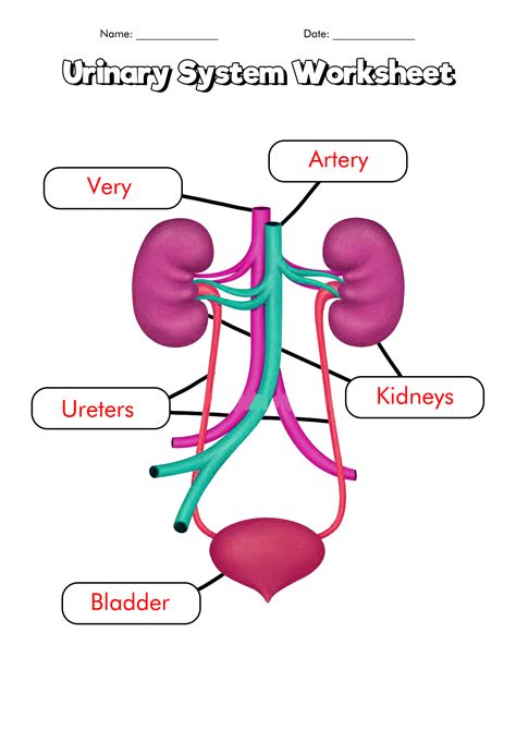 17 Urinary System Worksheets Free Pdf At