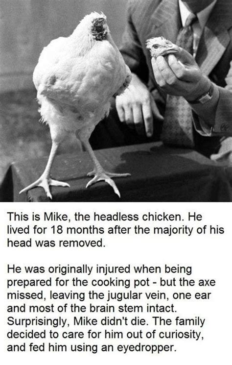 Mike was put on display to the public for an admission cost of 25 cents. 19 best Weird WEIRD images on Pinterest | Mike d'antoni ...