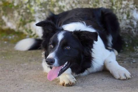 The Complete Guide To Training An Older Border Collie Active Dog Breeds