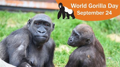 World Gorilla Day September 24 2018 Youtube