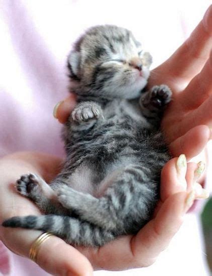 Cute Baby Tabby Kitten Cant Go A Day Without Pinning A Kitty