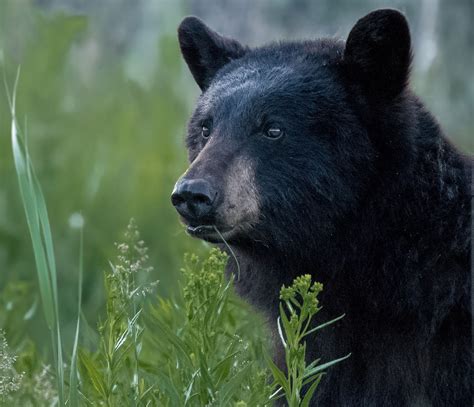 Black Bear Portrait Animals Photo By Wildlingphoto