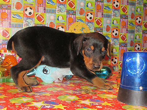 However free doberman pinschers are a rarity as rescues usually charge a small if you are interested in other breeds or need to look for doberman pinscher puppies in other states please use the search option. Doberman Pinscher Breeder & Puppies for Sale in Ohio ...