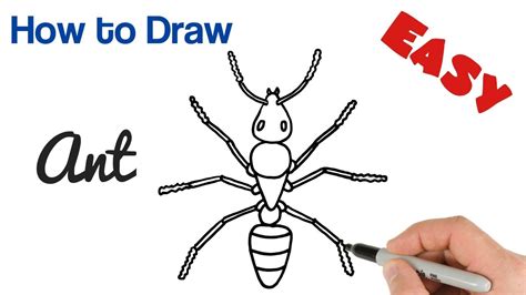 How To Draw An Ant Easy Step By Step Drawing For Beginners Youtube