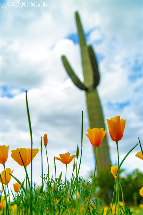 Itap Of An Early Spring In The Desert Via Ritookapicture Camera