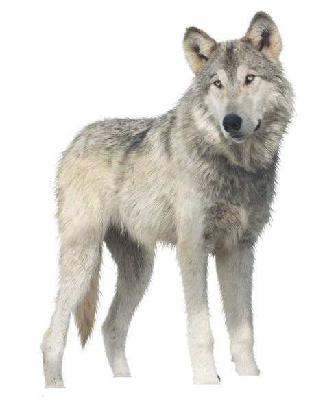 Wolf Png Transparent Image Download Size 1024x1305px