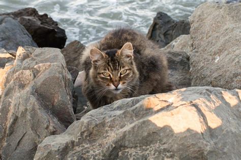 But stray cats and feral cats are also different from each other in a very important way—in their relationship to and interactions with people. Glimpse The Lives Of A Feral Cat Colony That's Cared For ...