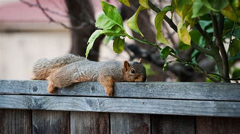 Hd Wallpaper Squirrel Eating Peanut On Beige Wooden Box Animal