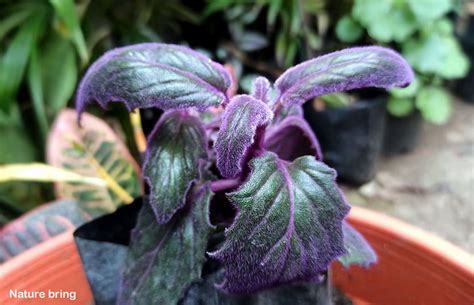 Velvet Plant Gynura Aurantiaca How To Grow Purple Passion Plant