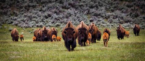 National Bison Day A Day Of Remembrance And Celebration Defenders Of