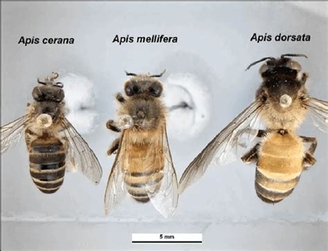 Worlds 8 Honey Bee Species Beyond Apis Mellifera Bees4life
