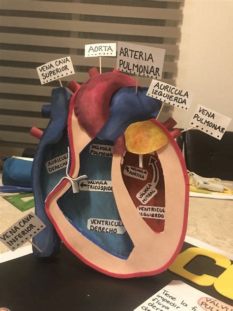 10 Ideas De Sistema Circulatorio Maqueta Sistema Circulatorio Maqueta
