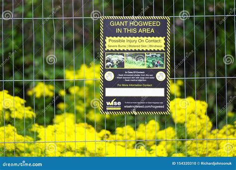 Giant Hogweed Warning Danger Sign In Public Park Uk Editorial Image