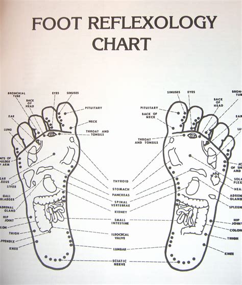 Female Foot Reflexology Chart
