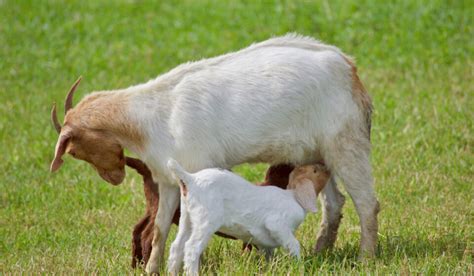 Goats Losing Hair 6 Things To Check For Farmhouse Guide