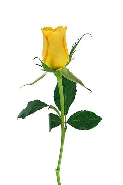 Royalty Free Yellow Rose Pictures Images And Stock Photos Istock