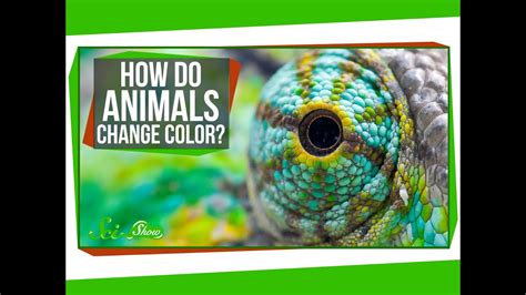 Top 136 Animals That Change Color To Protect Themselves