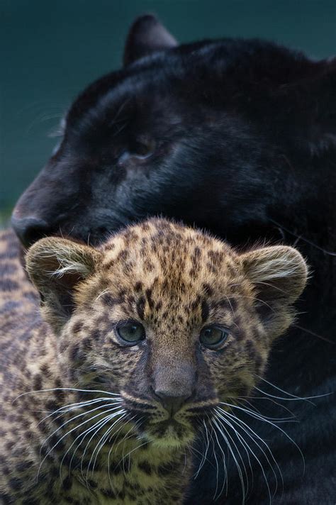 Black Panther Female With Normal Spotted Cub Captive Photograph By