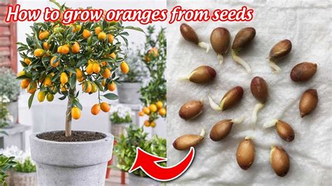 How To Grow Oranges From Seeds Germinate After 5 Days Youtube