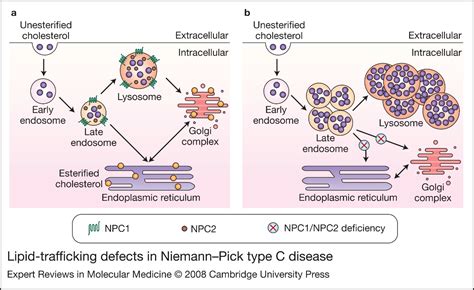 The Pathogenesis Of Niemannpick Type C Disease A Role For Autophagy