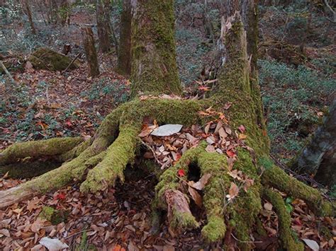 10 Questions You May Have About Aokigahara Japans Suicide Forest
