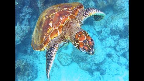 Snorkeling With Green Sea Turtles Youtube