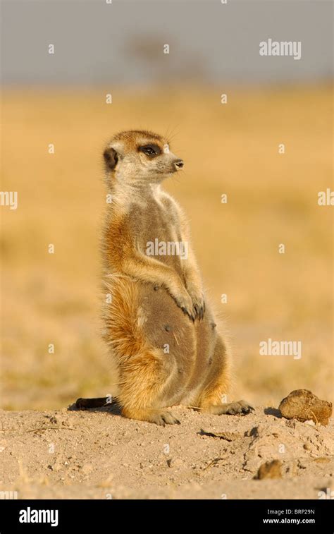 Pregnant Female Meerkat Sitting On Mound Stock Photo Alamy